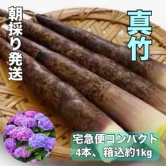 たけのこ、真竹、宅急便コンパクト、4本、1キロ以上のサムネイル