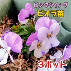 msamy様 リクエスト 2点 まとめ商品