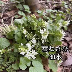 2026年最新】葉ワサビの人気アイテム - メルカリ