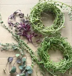 ネックレス5種　ハートカズラ
