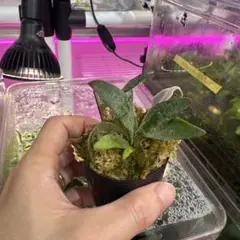 タグ付き】bucephalandra sp. 