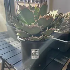 2026年最新】大株アガベの人気アイテム - メルカリ