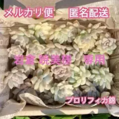 岩倉 暁美様 リクエスト 3点 まとめ商品