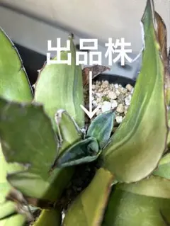 2026年最新】オバティフォリア キラーの人気アイテム - メルカリ