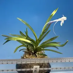 富貴蘭 公主 三蝶咲き ピンク花 - メルカリ