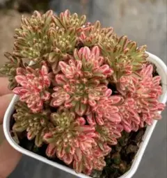 プ*す様 A-QS1012-2　小人祭り錦　抜き苗　40株　多肉植物 エケベリア 2025年最新】小人の祭り錦の人気アイテム - メルカリ
