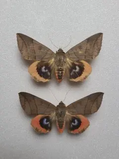 2026年最新】標本 蛾の人気アイテム - メルカリ