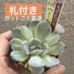 多肉植物 ミックスベリア白銀姫札付きポットごと発送❣️ - メルカリ