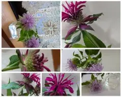 マリア様 リクエスト 2点 まとめ商品