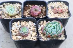 2026年最新】ベンバディスの人気アイテム - メルカリ