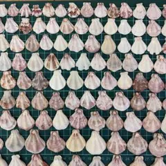 貝殻　キンチャクガイ 約1.5〜3cm 合計約130個