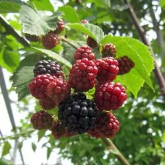 ブラックベリー苗　ソーンフリー　取り木苗（発根済）一本