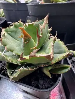 メル64168様 リクエスト 2点 まとめ商品