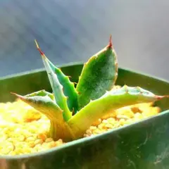 m*b様 アガベ パラサナ ファイヤーボール 多肉植物 ハオルチア アロエのサムネイル