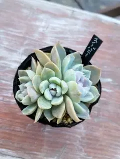 さちこ様 リクエスト 2点 まとめ商品