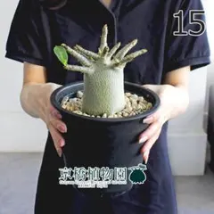 現品】アデニウム・アラビカム（アラビクム） 5号 黒鉢（16） - メルカリ