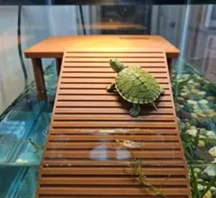 匿配｜カメや爬虫類、両生類が日光浴をするための浮島 ブラウン 色指定可のサムネイル