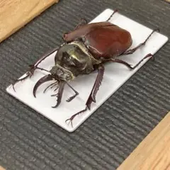 2025年最新】コガシラクワガタ 標本の人気アイテム - メルカリ