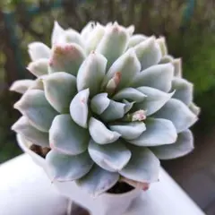 2026年最新】多肉植物錦の人気アイテム - メルカリ