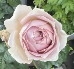 ぷっちん様 リクエスト 2点 まとめ商品