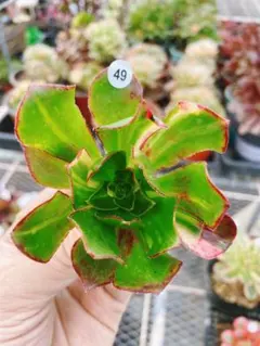 2026年最新】アエオニウム 魅影の人気アイテム - メルカリ