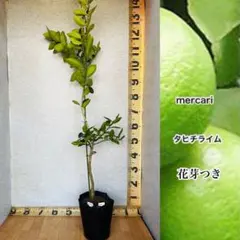 メロンパンナ様 リクエスト 2点 まとめ商品