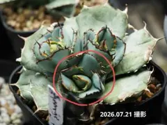 2026年最新】クラウンイーグル アガベの人気アイテム - メルカリ