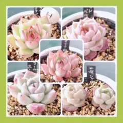 ꕤclara*様 リクエスト 2点 まとめ商品