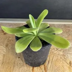 巨大食虫植物ムシトリスミレ　ギガンティア 鉢サイズ18センチ　特大サイズ一点限定 巨大食虫植物ムシトリスミレ ギガンティア 鉢サイズ18センチ 特大