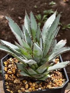 アガベ マクロアカンサ 傷あり 多肉植物