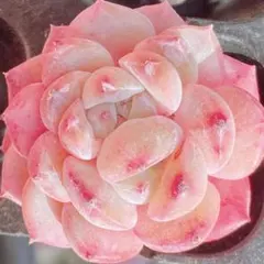 くぅ様 リクエスト 3点 まとめ商品