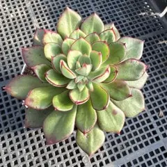 Elmo Neko様 リクエスト 2点 まとめ商品