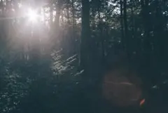 ビッケ様専用　DALEES