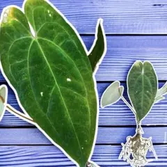 2026年最新】レアアンスリウムの人気アイテム - メルカリ