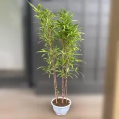 B級品/大型観葉植物】深緑で艶ある葉っぱが魅力♪ドラセナグローカル