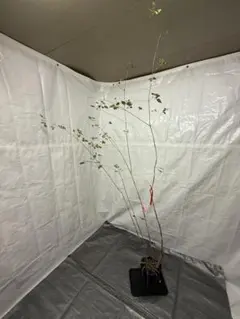 最終値下げ品　山採りアオダモ　AO7 H200cm W60cm 山採りアオダモ AO7 H200cm W60cm 端正な姿の2m。山採り天然