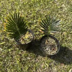 2026年最新】金環ソテツの人気アイテム - メルカリ