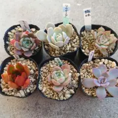 kako08010208-gundam8様 リクエスト 2点 まとめ商品