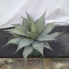アメリカーナ 覆輪縞斑 アガベ パリー オバティフォリア agave