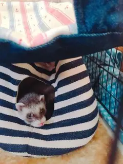 ハンモック　フェレット　ストライプ柄 小動物のサムネイル