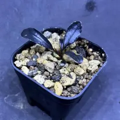 2026年最新】ブセファランドラ ホワイトの人気アイテム - メルカリ