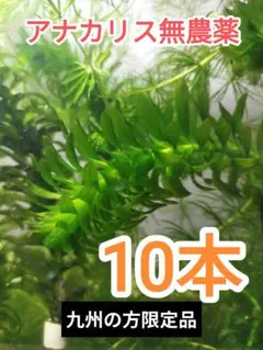 【専用ページ】天然 アナカリス、1000本【超メルカリ市価格】 2026年最新】アナカリスの人気アイテム - メルカリ