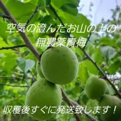 大分県産 青梅 5キロ＋α 5月30日（土）収穫 サイズはL以上 - メルカリ