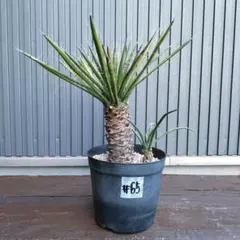 ユッカフィリフェラ （Yucca Filifera） 発根済 #66 - メルカリ