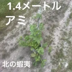 1.4メートル☆アミ☆ラズベリー 苗 鉢植え 1.4メートル☆アミ☆ラズベリー 苗 鉢植え - メルカリ