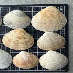 ☺︎貝殻 5個セット☺︎