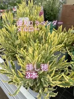 ken様 リクエスト 3点 まとめ商品