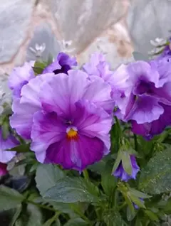 すぎちゃん様 リクエスト 3点 まとめ商品