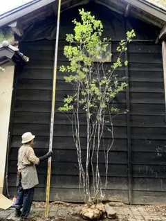 引き取り限定です。大きなオリーブの木お譲りします（高さ約4m