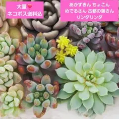 2026年最新】メデルさん苗の人気アイテム - メルカリ